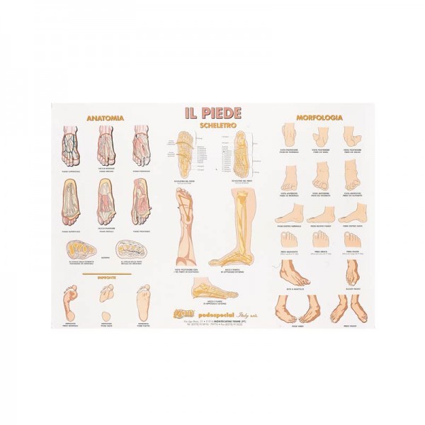 POSTER IL PIEDE E LE SUE FORME