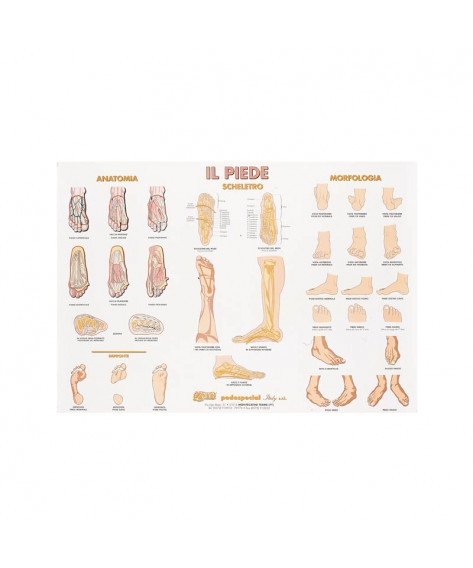 POSTER IL PIEDE E LE SUE FORME